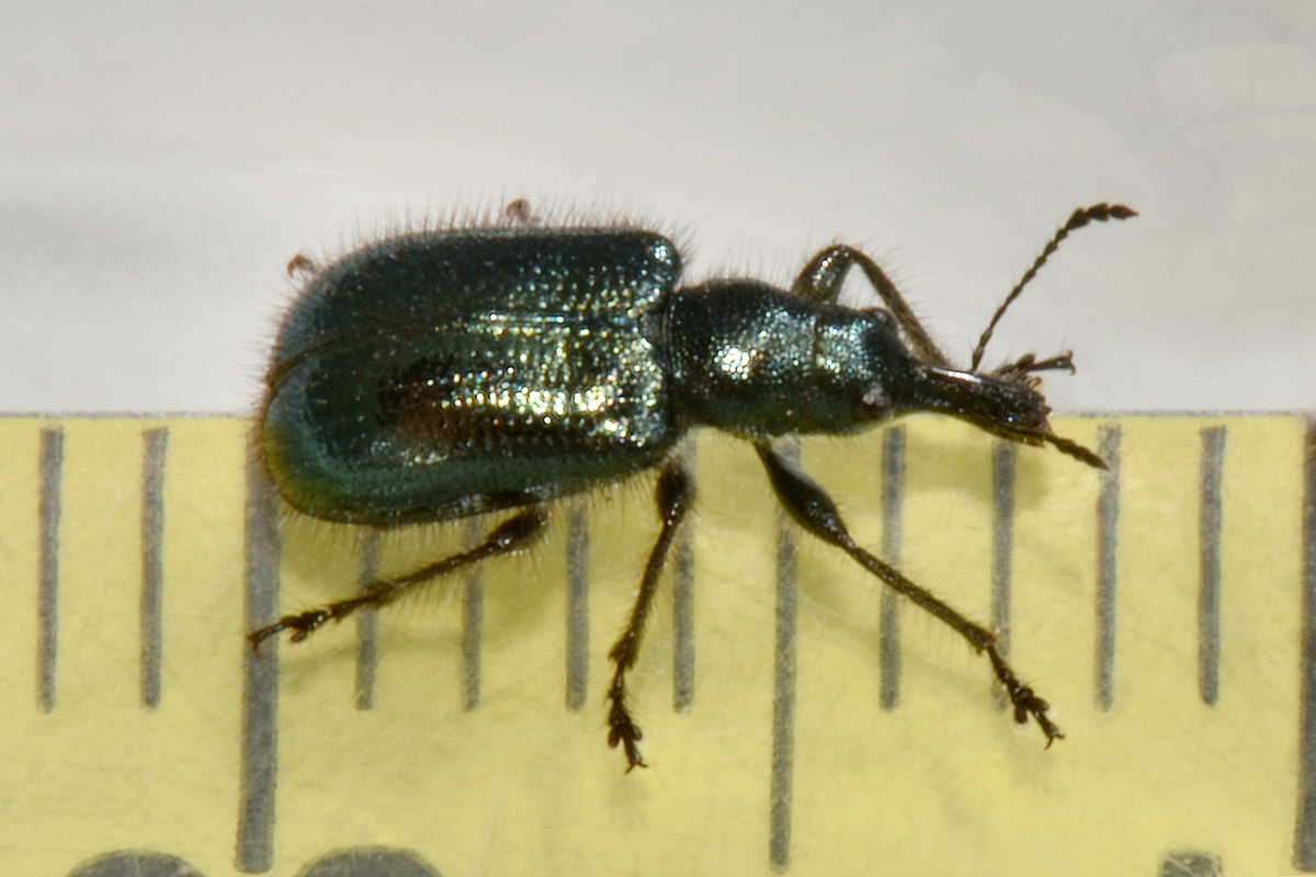 Attelabidae?.... Rhynchitidae: Lasiorhynchites cavifrons